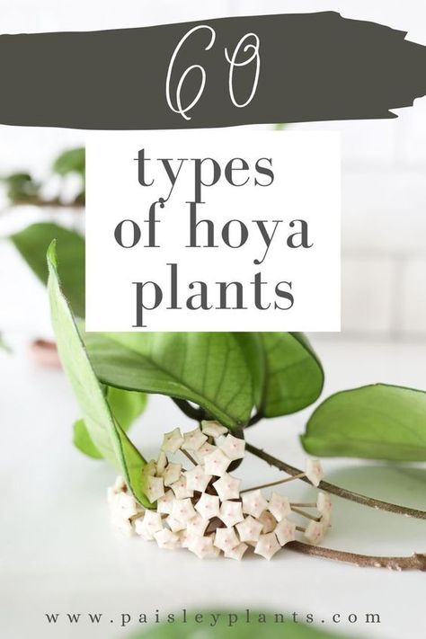 Love hoya plants? Here's 60 different types! Hoya Plant, Indoor Plant Care, Succulent Gardening, Patio And Garden, House Plant Care, Plant Species, Plant Lady, Types Of Plants, Tropical Plants