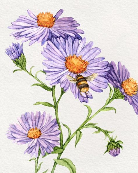 Someone on Etsy asked me if I can add a bumblebee to my aster print😍 Of course I did! 🌼 #flowerpaintingclub #watercolorflowers #aster #purpleaster #asterflower #floraldesign #handdrawn #flowerdesigns #illustrator Aster Flower Painting, Aster Illustration, Aster Watercolor, Aster Flowers, Cowboy Photography, September Birth Flower, Aster Flower, Acrylic Painting Flowers, Flower Stock