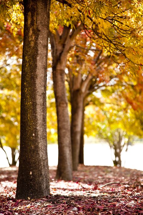 Background For Editing, Background Tree, Beautiful Things In Life, Photoshop Backgrounds Backdrops, Canberra Australia, Nature Background Images, Photography Studio Background, Blurred Background Photography, Blur Background Photography