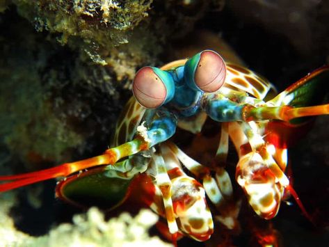 29 Sea Creatures with Superpower-Like Abilities Science Images, Mantis Shrimp, Molluscs, New Scientist, Ancient Animals, Science Photos, Crustaceans, Creature Feature, Great Barrier Reef