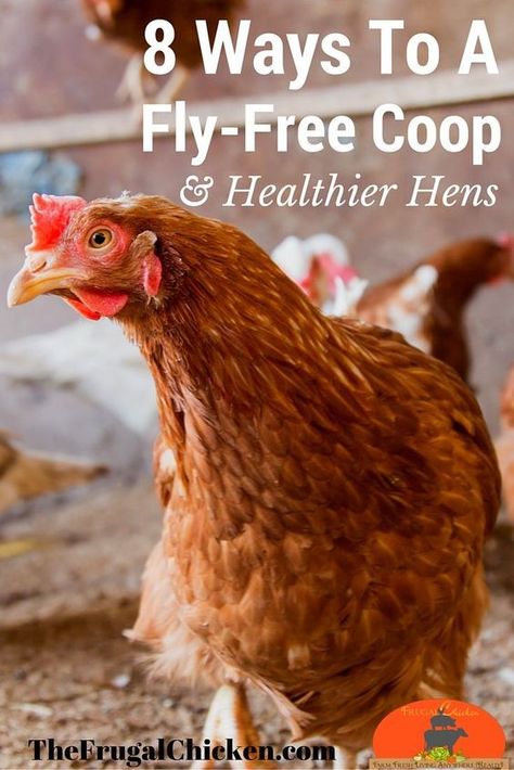 Get Rid Of Flies In Your Chicken Coop For Happier Hens! | Pampered Chicken Mama Yard Chickens, Preparedness Ideas, Chicken Tips, Raising Turkeys, Get Rid Of Flies, Chicken Care, Penthouse Living, Portable Chicken Coop, Chicken Tractors