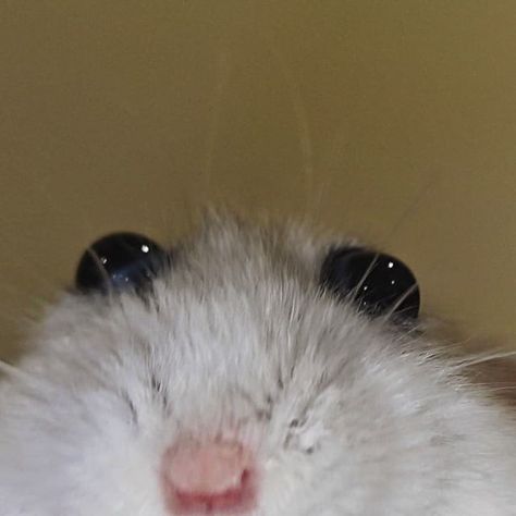 Curly Haired Rat, Rat Funny Pics, Curly Rat, Cute Rats Aesthetic, Eww Meme, Cute Rat Aesthetic, Pfp Aesthetic Funny, Rat Pfp, Rat Photos