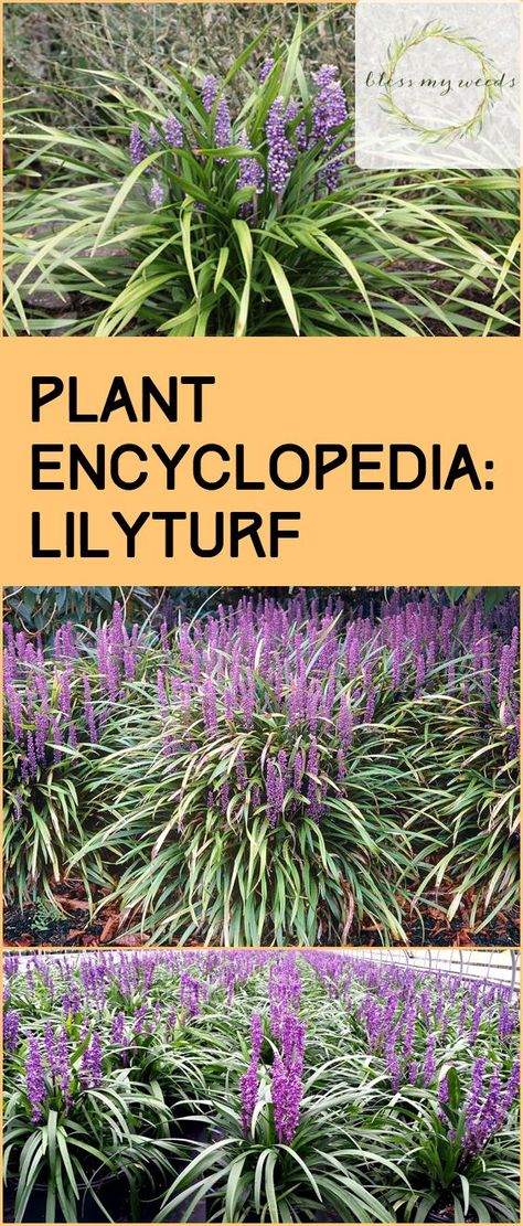 Lilyturf Plant, Lily Turf, Plant Encyclopedia, Garden Tags, Gardening 101, Spring Plants, Wildflower Garden, Garden Fountains, Garden Care