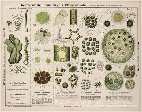 Aesthetic Biology, Biology Aesthetic, Biology Poster, Environmental Scientist, Biology Labs, Biology Art, Bio Art, Molecular Biology, Scientific Illustration