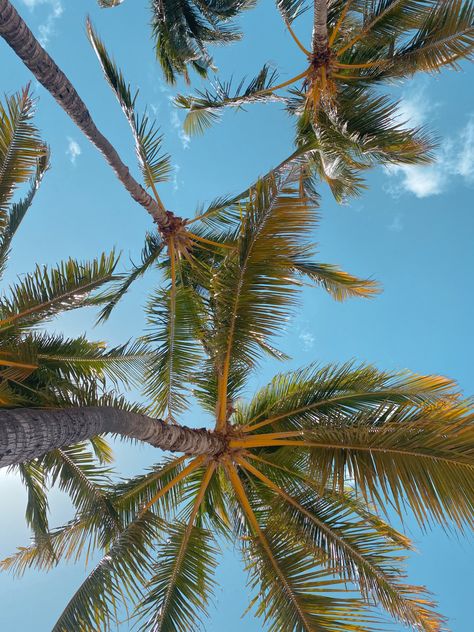 Palm trees waikiki beach #aesthetic #beach #beachlife #island #islandlife #waikiki #hawaii #hawaiilife #oahu #coconut #palmtrees #sky #coconutgirl #beachaesthetic #beachvibes #vacation #vsco #lightroom Oahu Hawaii Aesthetic, Waikiki Hawaii, Owl City, Pacific Islands, Hawaii Life, Beach Background, Waikiki Beach, Aesthetic Beach, Hawaii Beaches