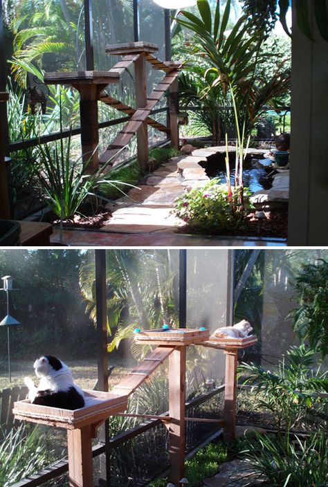 Cattery Ideas, Cat Patios, Rat Ideas, Cat Jungle Gym, Cat Hut, Cat Activities, Cat Habitat, Katt Diy, Cat Stand