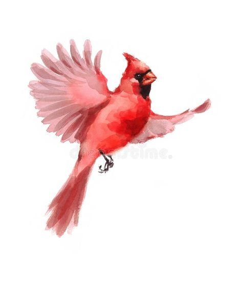 Northern Cardinal Bird Flying Watercolor Winter Illustration Hand Drawn royalty free illustration Cardinal Flying, Flying Drawing, Cardinal Birds Art, Cardinal Watercolor, Red Bird Tattoos, Cardinal Tattoos, Cardinal Painting, Dad Tattoo, Bird Flying