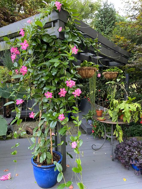 Dipladenia Container Ideas, Mandevilla Trellis In Pot, Climber Plants Ideas, Mandevilla Trellis Ideas, Bougainvillea Trellis Potted, Mandevilla Vine Ideas Trellis, Patio Trellis Ideas, Mandevilla Vine Ideas Pots, Pot Trellis Ideas