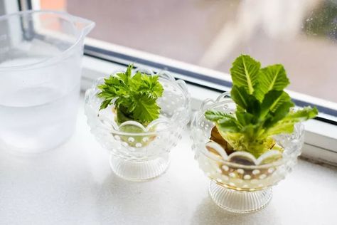 How to Regrow Lettuce From Scraps Regrow From Scraps, Regrow Lettuce, Regrow Celery, Regrow Green Onions, Grow Lettuce, Growing Celery, Types Of Lettuce, Regrow Vegetables, Indoor Grow Lights