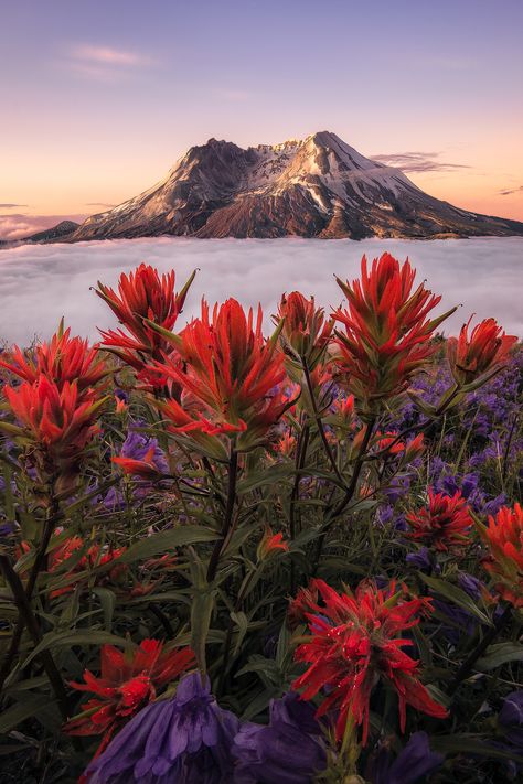 [Earth] A rare cloud inversion during sunrise at Mt St Helens, Washington (OC)@rosssvhphoto Mount St Helens, Matka Natura, Mt Rainier, Canon 5d, St Helens, Beautiful Morning, Nature Aesthetic, Website Link, Pretty Places