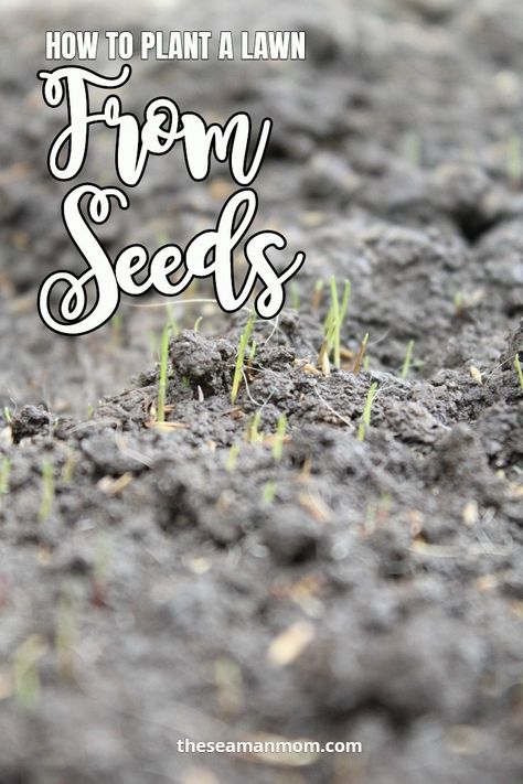 Growing grass from seed is the least expensive way to transform your home or garden. Flea Repellent For Home, Growing Grass From Seed, How To Grow Grass, Flea Repellent, Growing Grass, Grass Seed, Backyard Projects, How To Buy Land, Plant Mom