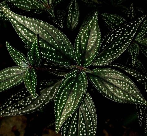 Chad Husby (@chadhusby) posted on Instagram: “The leaves of this Sonerila species have galaxies of star-white spots against an almost night-black background in the Tropical Plant…” • Oct 15, 2020 at 12:35am UTC Plant Conservatory, Star Plant, Leaf Coloring, Tropical Rainforest, Tropical Plants, Southeast Asia, Black Background, Black Backgrounds, Color Patterns