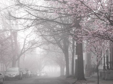 Japan Cherry Blossom, Cherry Blossom Japan, Sakura Tree, Japan Aesthetic, Cherry Blossom Tree, The Fog, Blossom Trees, Oui Oui, Creepy Cute