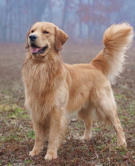 Dog Reference Poses, Dog Poses Reference, Golden Retriever Hunting, 1 Million A Year, Tucker Budzyn, Golden Retriever Drawing, Golden Retriever Grooming, Carnival Glory, Dog Reference