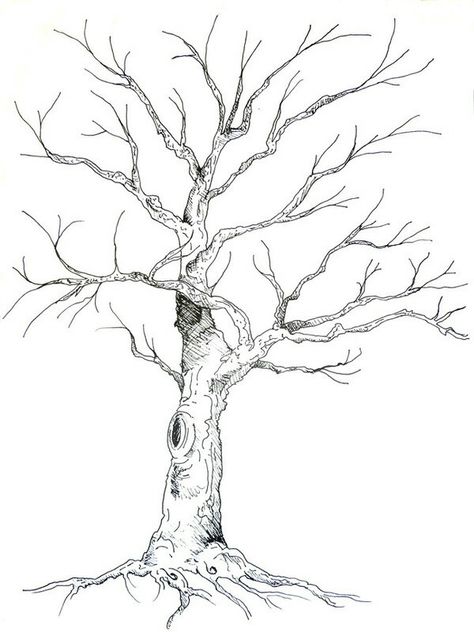 Drawing Of A Tree, Guest Book Tree, Tree Drawings Pencil, Tree Sketches, صفحات التلوين, White Drawing, Leaf Drawing, Tree Illustration, Tree Drawing