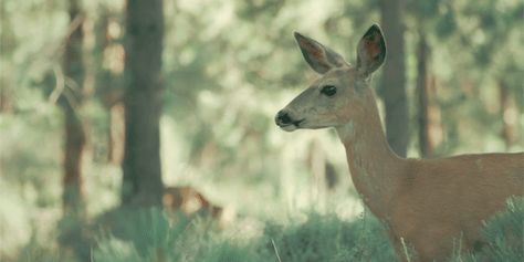 Deer Gif, Sarah Winchester, Supernatural Crossover, Spanish Translation, Aesthetic Gifs, Grunge Fairycore, Vintage Deer, Wattpad Romance, Aesthetic Gif