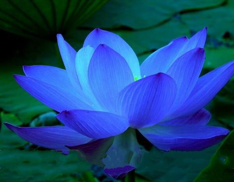 Moon Flower Plant, Lotus Flower Seeds, Egyptian Lotus, Blue Lilies, Lily Seeds, Lotus Seeds, Lotus Flower Pictures, Nelumbo Nucifera, Blue Lotus Flower