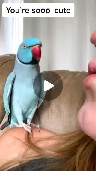 WaggingWondersWorld on Instagram: ""Feathered Conversations: Watch as a Talking Parrot Steals the Show with Adorable Interactions! 🦜💬 Prepare for a Parroty of Cuteness! #TalkingParrotTalksBack #FeatheredFriends"" Parrot Talking, Talking Parrots, January 9, Cute Birds, Love Birds, Parrot, Birds, On Instagram, Quick Saves