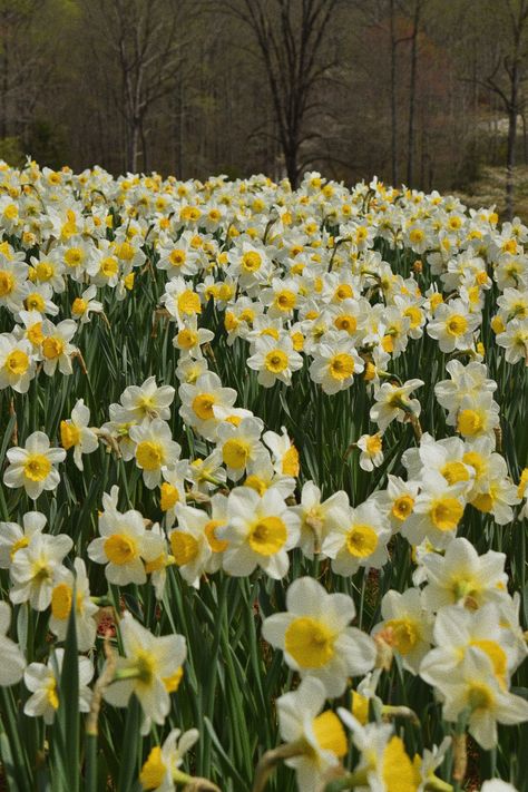 Dafidol Flowers, Dafodill Flower Aesthetic, Narcissus Flower Aesthetic, Wallpaper Daffodil, Daffodil Flower Aesthetic, Narcissus Aesthetic, Daffodil Aesthetic, Jonquil Flower, Grey And Gold Wallpaper