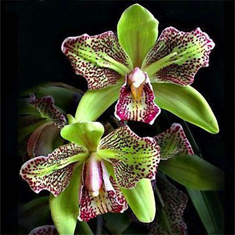 Orchid Seeds, Rare Orchids, Exotic Orchids, Cymbidium Orchids, Bonsai Plants, Unusual Flowers, Beautiful Orchids, Rare Flowers, Orchid Plants