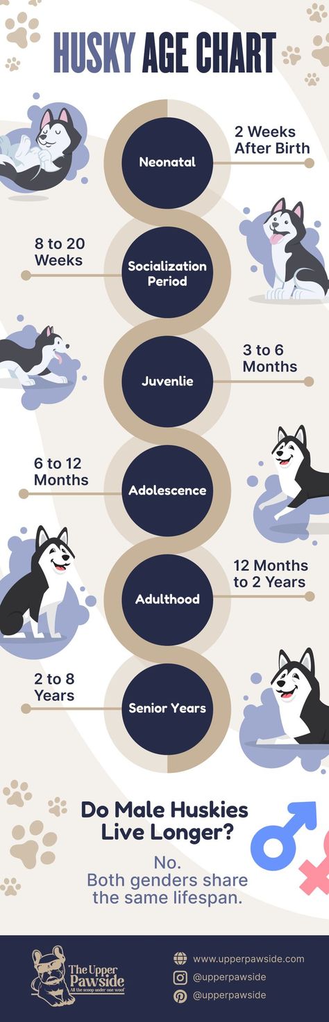 Huskies sure do grow fast! But they do not age like we do. So here’s fabulous husky age chart to keep you informed. Proper Diet, Social Activities, Live Long, Husky, Georgia, Diet, Human, Lifestyle