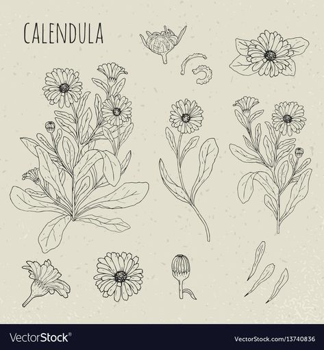 Calendula Tattoo, Flor Tattoo, Calendula Flower, Birth Flower Tattoos, Flowers Petals, Hand Drawn Flowers, Drawing Set, Plant Illustration, Botanical Drawings