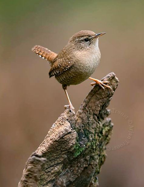 Wrens Birds, Wren Aesthetic, Wren Nest, House Wren, Wren Bird, Most Beautiful Birds, Wildlife Photos, Backyard Birds, Bird Pictures