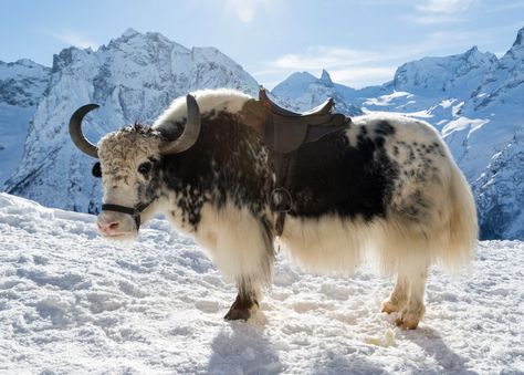 Wild Yak in the Snow jigsaw puzzle in Animals puzzles on TheJigsawPuzzles.com Snow Animals, Animal Study, Photographie Portrait Inspiration, Interesting Animals, Pretty Animals, An Animal, Animal Photo, Creature Design, Creature Art