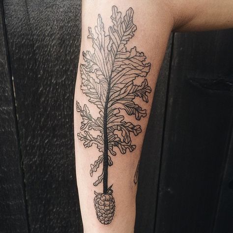 Kale Leaf with Tayberry Pony Reinhardt Tattoo, Pony Reinhardt, Aster Flower Tattoos, Kale Leaf, Dogwood Flower Tattoos, Hibiscus Flower Tattoos, Peony Flower Tattoos, Poppy Flower Tattoo, Graphic Tattoo