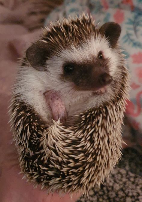 African pygmy hedgehog African Pygmy Hedgehog, African Hedgehog, Kawaii Hedgehog, Hedge Hog, Pygmy Hedgehog, Hedgehog Pet, Cute Hedgehog, Girls Cartoon, Cute Wild Animals