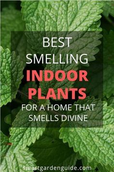 Fragrant Indoor Plants, Funny Vine, Make Your Home Smell Amazing, Tanaman Indoor, Household Plants, Home Smell, Inside Plants, Smart Garden, Best Indoor Plants