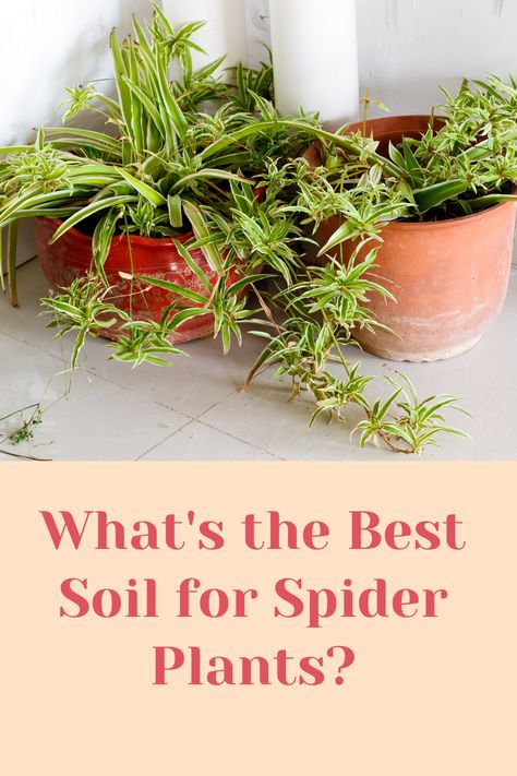 the Best Soil for Spider Plants graphic Best Soil For Spider Plants, Spider Plant Soil, Spider Plant Care, Spider Plant Babies, Plant Centerpieces, Outside Plants, Spider Plant, Growing Greens, Root Rot