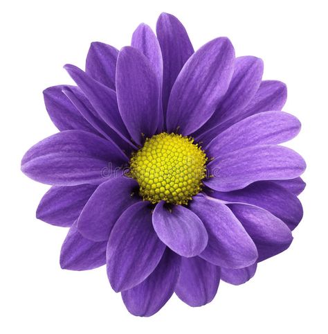 Flowers No Background, Flower No Background, Purple Gerbera Daisy, Purple Drawing, Flower White Background, Daisy Purple, Purple Sunflower, Background Purple, Gerbera Flower