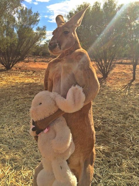 Massive Muscles ... Kangaroo Jack, Jungkook Meme, Red Kangaroo, Australia Kangaroo, Funny Photoshop, Australian Animals, Animal Tattoos, Funny Animal Pictures, 귀��여운 동물