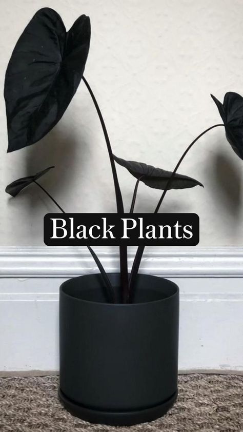 Black Plants For The Perfect Moody Goth Aesthetic | Plants, House plant care, House plants Black Plants, Goth Garden, Plant Care Houseplant, Gothic Garden, Plant Hacks, House Landscaping, Landscaping Front Yard, Inside Plants, Black Garden