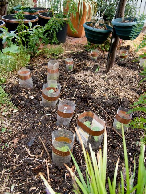 seedlings protected 2 Sunflower Seedlings, Copper Tape, Starting A Vegetable Garden, Garden Set, First Night, Vegetable Garden, Gardening Tips, Front Door, Copper