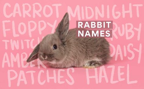 The Best Rabbit Names: 300+ Unique, Cute & Catchy Bunny Names Names For Bunnies, Cute Username Ideas Names, Cute Username Ideas, Cute Username, Bunny Supplies, Daffodils Planting, Female Rabbit, Rabbit Names, Daisy May