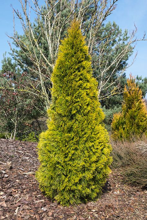 Thuja occidentalis ’Golden Smaragd’ Arborvitae Landscaping, Foundation Plants, Thuja Occidentalis, Yard Makeover, Gardening Backyard, Foundation Planting, Green Life, Hedges, Landscaping