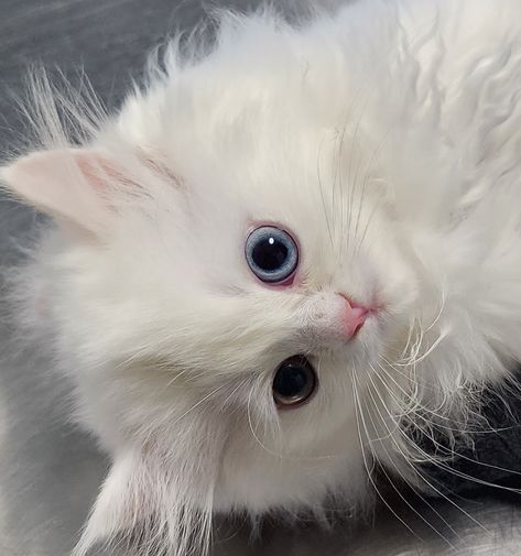 Persian Chinchilla, White Persian Kittens, Persian Kitten, Persian Cats, Persian Kittens, Odd Eyes, White Purses, Persian Cat, Yellow Eyes