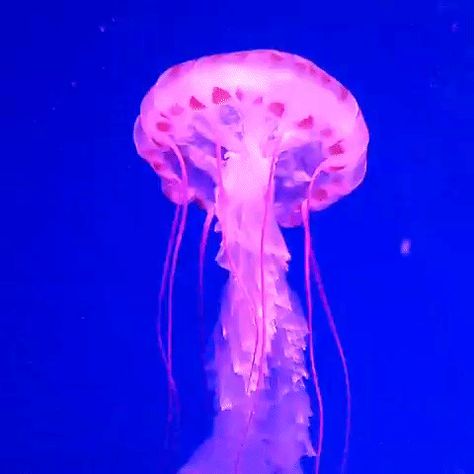 Jellyfish Pixel Gif, Ocean Stim Gif, Corecore Gif, Jellyfish Stimboard, Fish Stimboard, Ocean Stimboard, Jellyfish Gif, Ocean Gif, Fish Gif