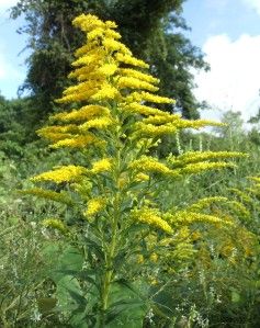 Wild Parsnip – Forageporage's Blog Wild Parsnip, Different Species, Wild Plants, Parsnips, Herbal Medicine, The Valley, Green Leaves, Herbs, Yellow