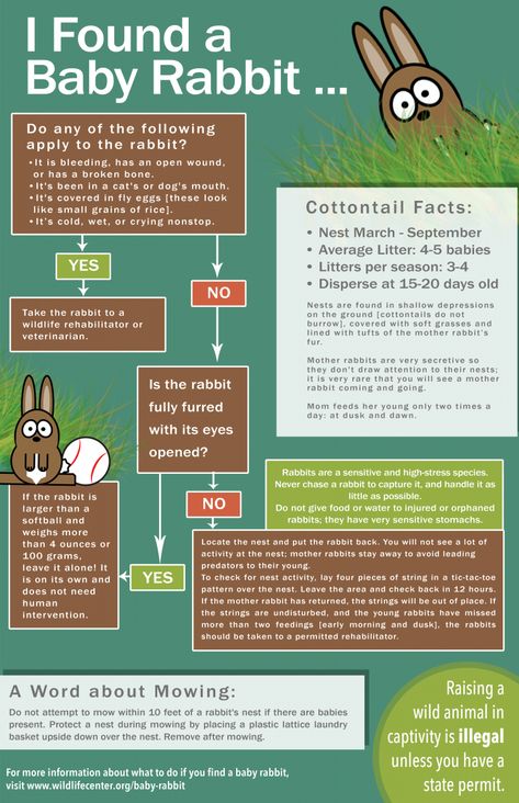 It's bunny season! This is a fabulous graphic to help you decide whether to leave the baby bunny or take to your nearest licensed wildlife rehabilitator or facility. Wild Baby Rabbits, Duckling Care, Rabbit Nest, Wild Bunny, Young Rabbit, Wildlife Rehabilitation, Bunny Care, Baby Rabbit, Backyard Poultry