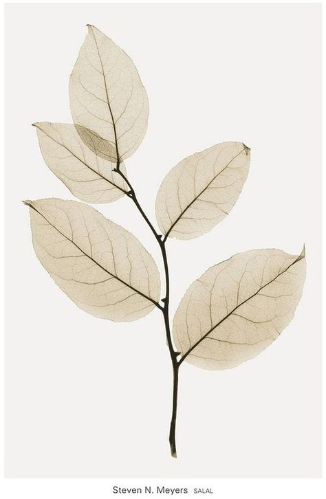 Art.com Salal Wall Art Print Contrast Art, Single Leaf, Plant Drawing, Watercolor Leaves, Arte Floral, Leaf Art, Shop Art, Flower Drawing, Stretched Canvas Prints