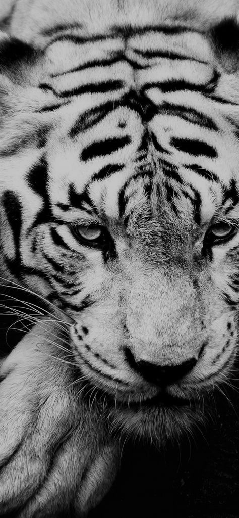 Download free HD wallpaper from above link! #tiger #beauty #animal #blackandwhite #fur Tiger Wallpaper Iphone, Tiger Aesthetic, Markiplier Wallpaper, Iphone Wallpaper 4k, Wild Animal Wallpaper, Tiger Wallpaper, Black Wallpaper Iphone Dark, Siberian Tiger, Pet Tiger