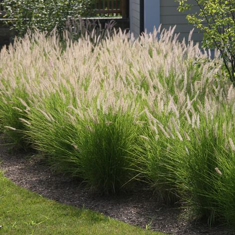 Pennisetum Hameln, Grass Hedge, Pennisetum Alopecuroides Hameln, Grass Fence, Pennisetum Alopecuroides, Ornamental Grass, Fountain Grass, Garden Flower Beds, Grasses Landscaping