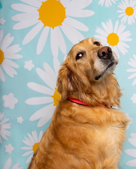 Golden retriever, golden retriever photography, dog photography, dog photographer, studio pet photographer, studio photography, spring photoshoot, dog photoshoot, photoshoot ideas, flowers photoshoot ideas Golden retriever, golden retriever photography, dog photography, dog photographer, studio pet photographer, studio photography, spring photoshoot, dog photoshoot, photoshoot ideas, flowers photoshoot ideas Flowers Photoshoot Ideas, Photoshoot Ideas Flowers, Pembroke Ontario, Golden Retriever Photography, Flowers Photoshoot, Pet Portraits Photography, Animal Photography Wildlife, Golden Retriever Mom, Photography Wildlife