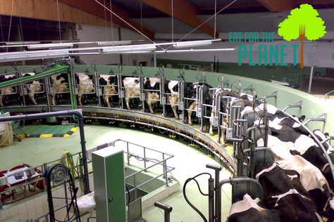 Milk Life? How About Milk Destruction: The Shocking Truth About the Dairy Industry and the Environment Dairy Business, Denmark Food, Dairy Farming, Big Farm, Dairy Industry, Human Geography, Factory Farming, Industry Analysis, Africa Do Sul