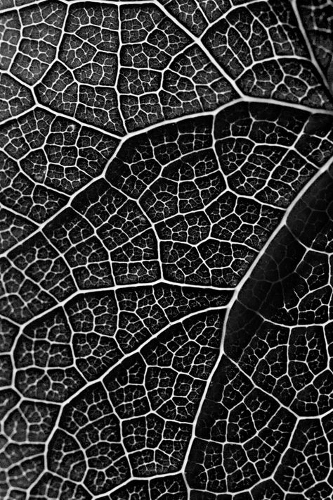 https://flic.kr/p/8d5Csh | Leaf pattern - b&w | I couldn't resist to take this... View On White Texture Photoshop, Motifs Organiques, Foto Macro, Visuell Identitet, Pattern Photography, Natural Structures, Elements And Principles, Texture Inspiration, Texture Photography