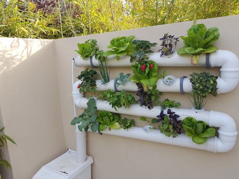 Hydroponic Wall, Vertical Hydroponics, Hydroponic Herb Garden, Hydroponic Gardening System, Hydroponic Grow Systems, Diy Outdoor Seating, Hydroponic Garden, Hydroponics Diy, Vertical Vegetable Garden