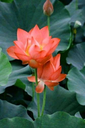 Naranja Aesthetic, Orange Lotus Flower, Lotus Flower Wallpaper, Lotus Flower Pictures, Lily Lotus, Photo Collage Design, Flower Iphone Wallpaper, Disney Princess Pictures, Radha Krishna Photo